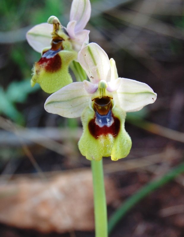 Ophrys tenthredinifera